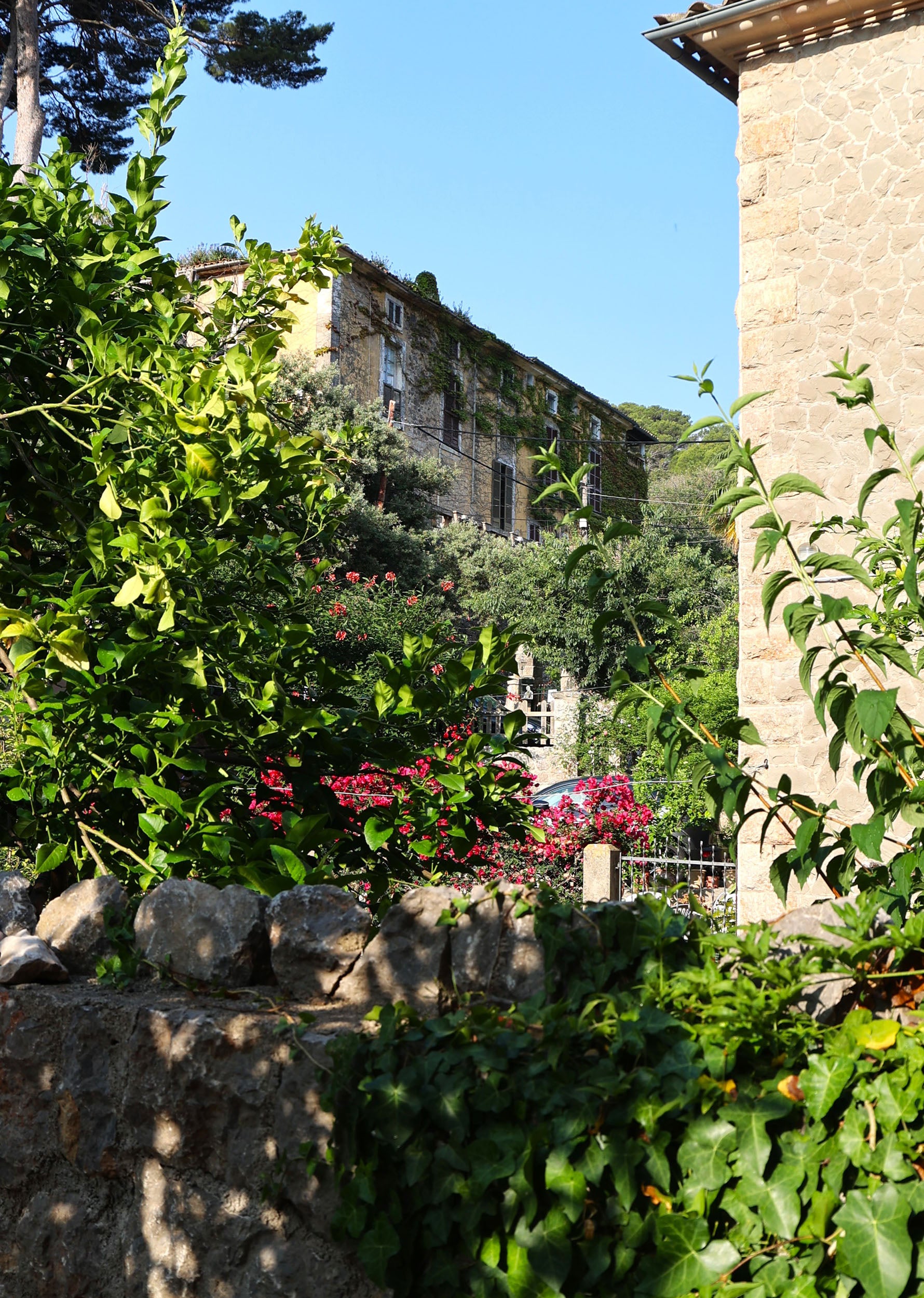 CATAS DE ACEITE EN VALLDEMOSSA