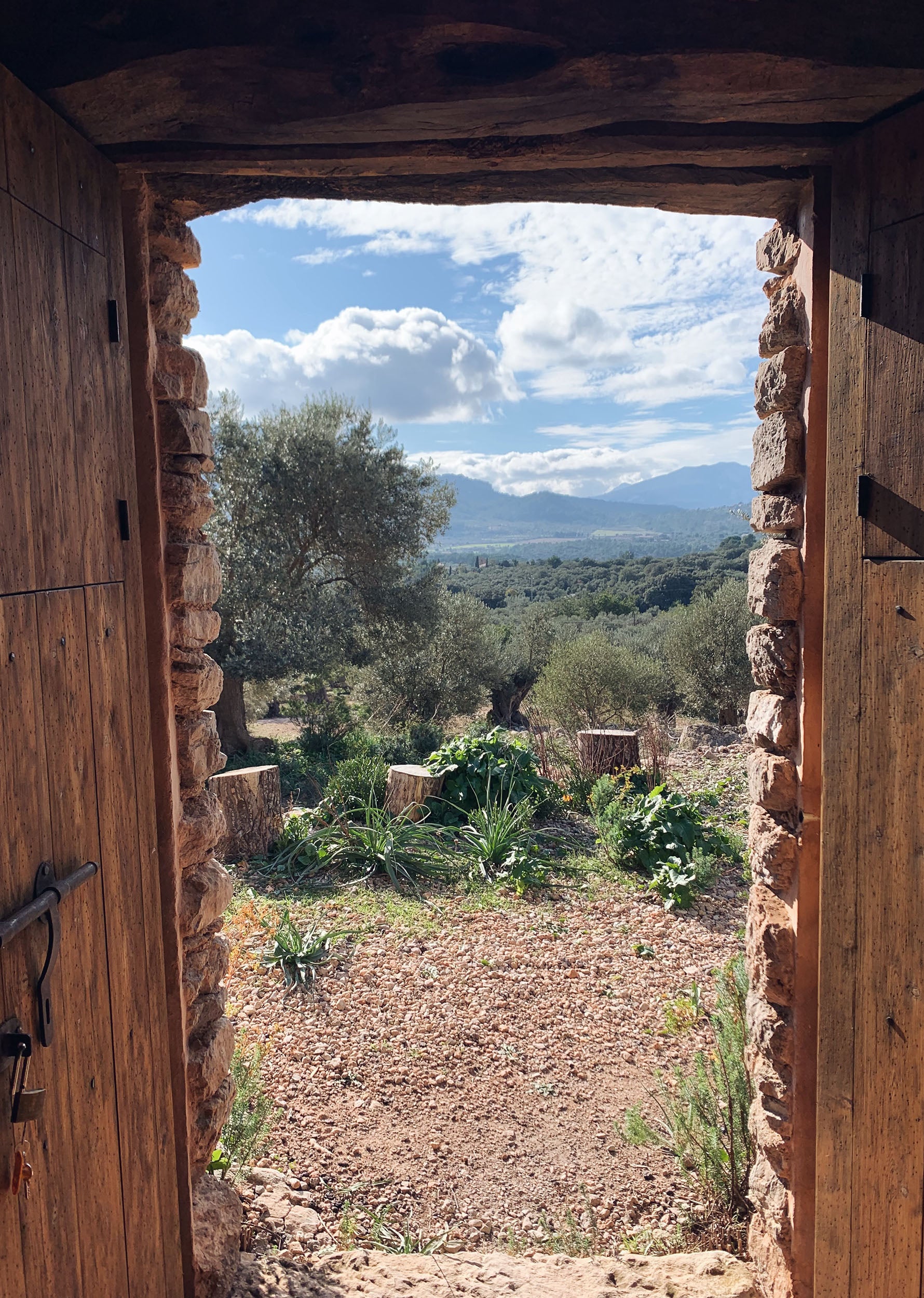 TALLER DE ACEITE DE OLIVA