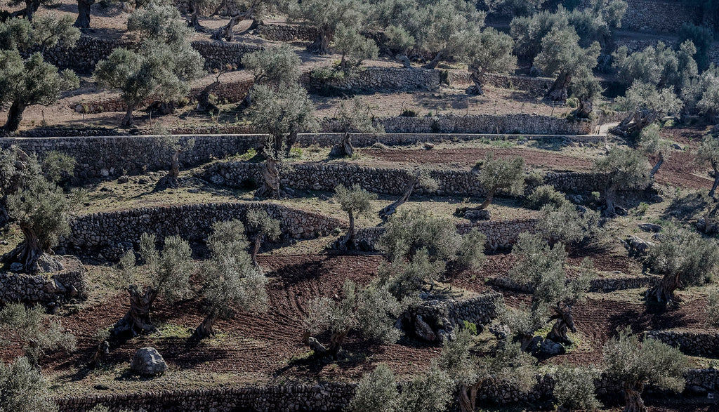 EL VERDEO EN SON MORAGUES: SELECCIÓN MANUAL Y TRADICIÓN MALLORQUINA