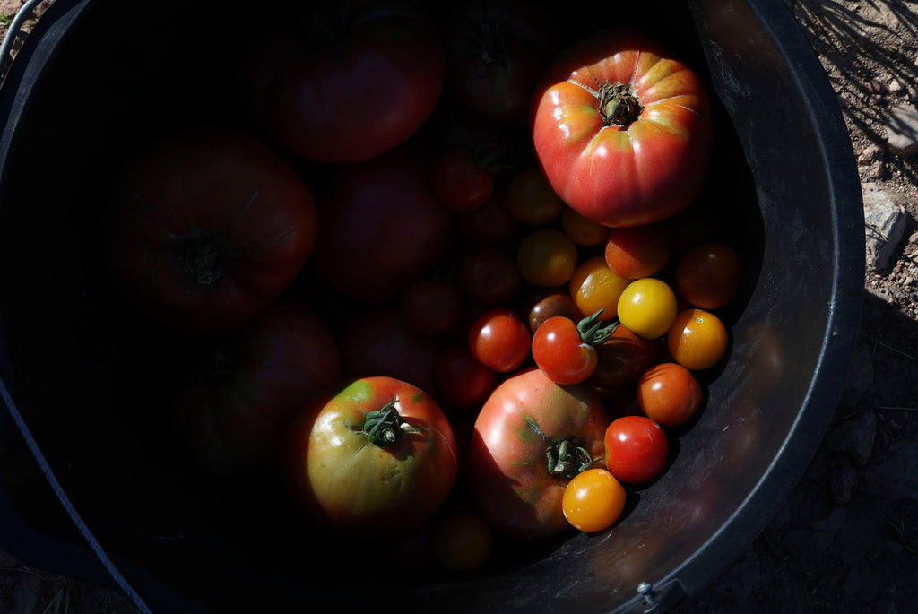 LOS PRIMEROS TOMATES DEL AÑO