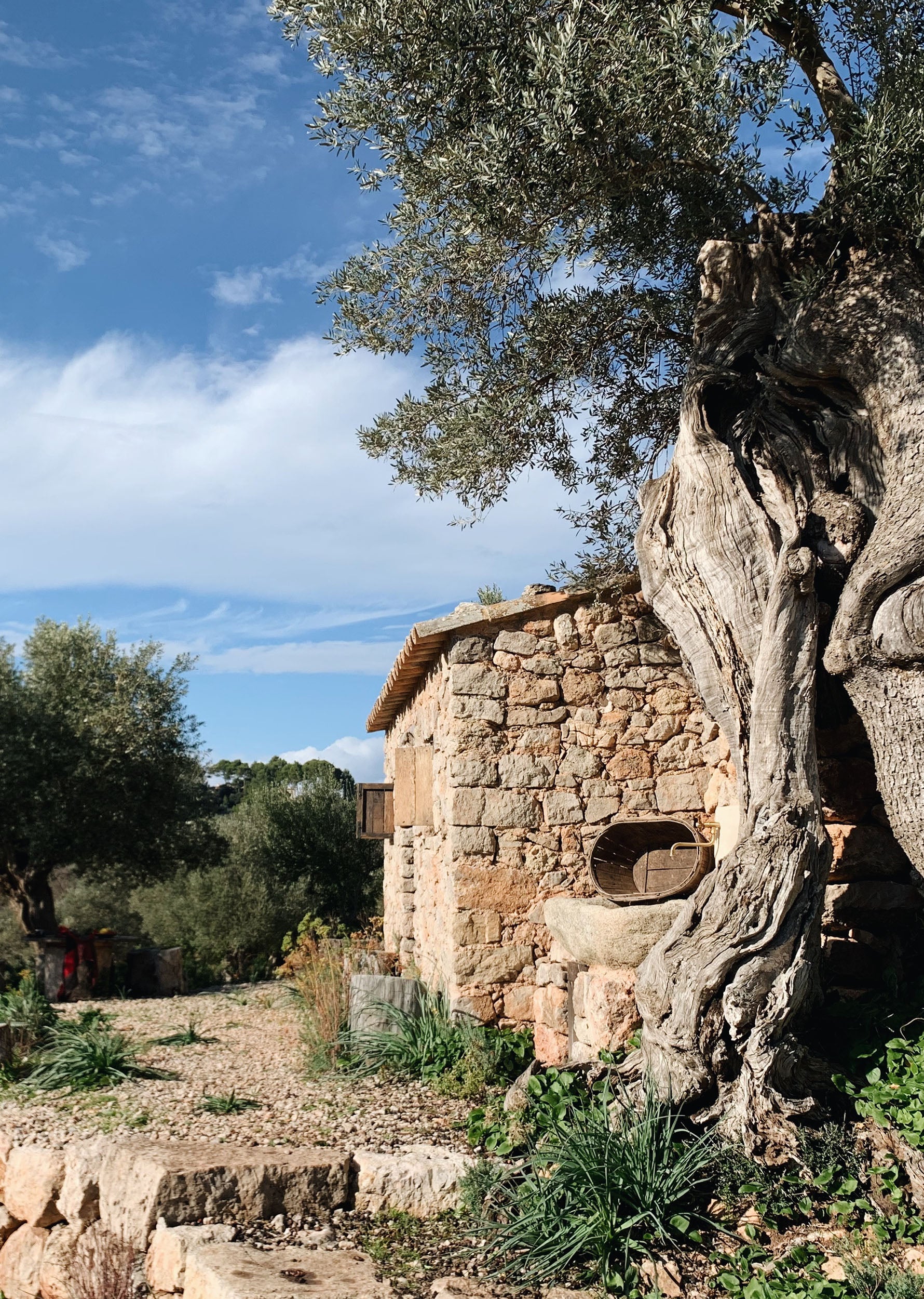 TALLER DE ACEITE DE OLIVA
